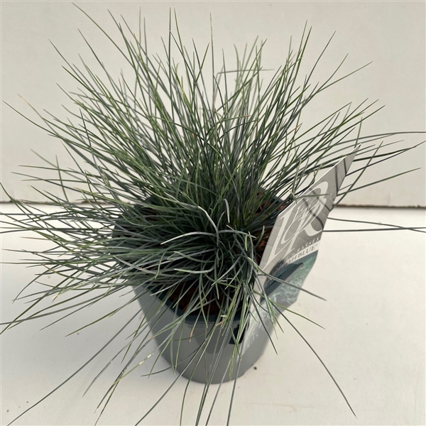 <h4>Festuca 'Elijah Blue'</h4>