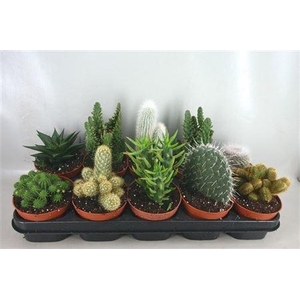 Cactus gemengd