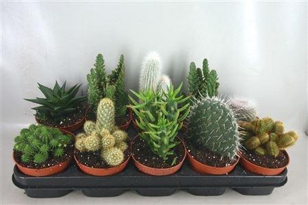 <h4>Cactus gemengd</h4>