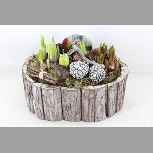 arr4 Bollenmix VL - Schors ovaal 285/3