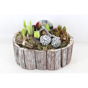 arr4 Bollenmix VL - Schors ovaal 285/3