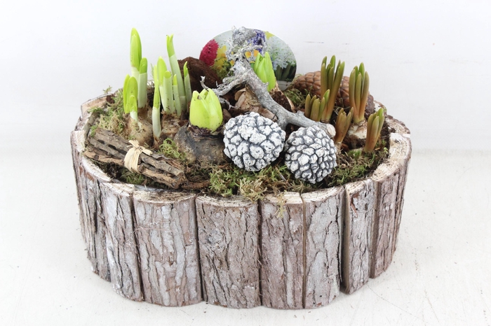 <h4>arr4 Bollenmix VL - Schors ovaal 285/3</h4>