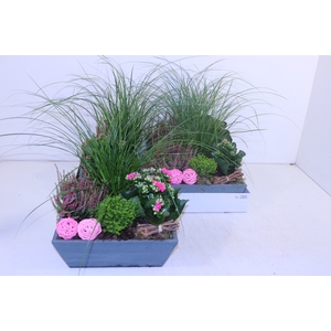 ARR TUINPLANTEN