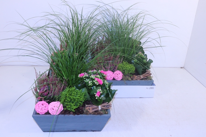 <h4>ARR TUINPLANTEN</h4>