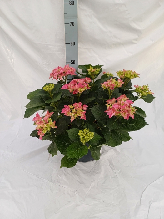 <h4>HYDR M EARLY ROSA</h4>