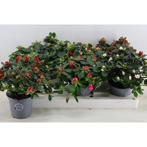 RHODO SI GEM