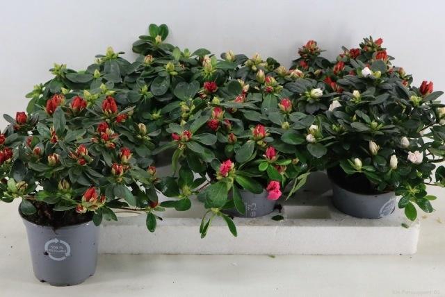 <h4>RHODO SI GEM</h4>