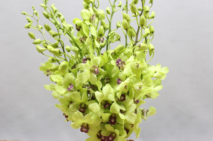 <h4>Dendro Jade Green</h4>