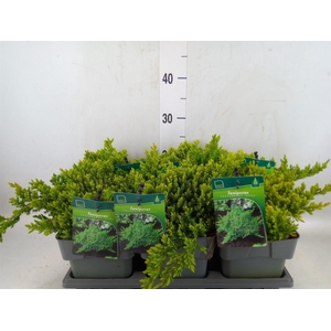 Juniperus procumbens 'Nana'