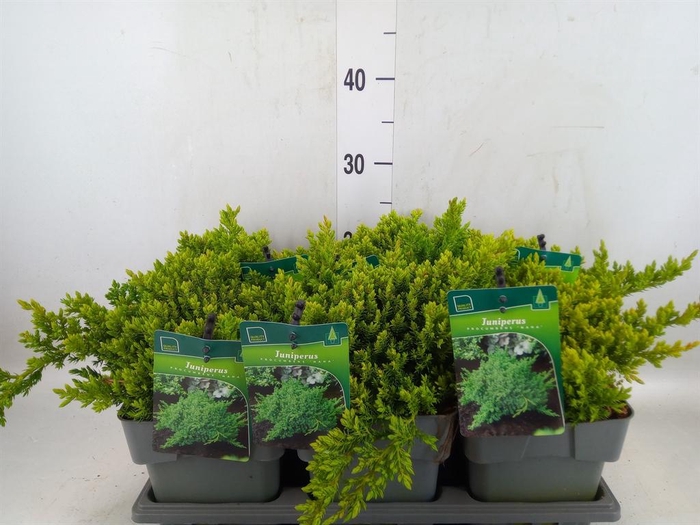 <h4>Juniperus procumbens 'Nana'</h4>