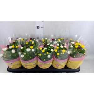 Chrysanthemum  'Artistic Jeff' .mix