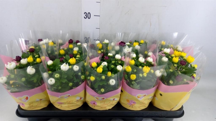 <h4>Chrysanthemum  'Artistic Jeff' .mix</h4>