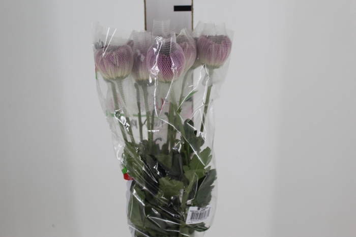<h4>ANASTASIA COUTURE 080 CM</h4>