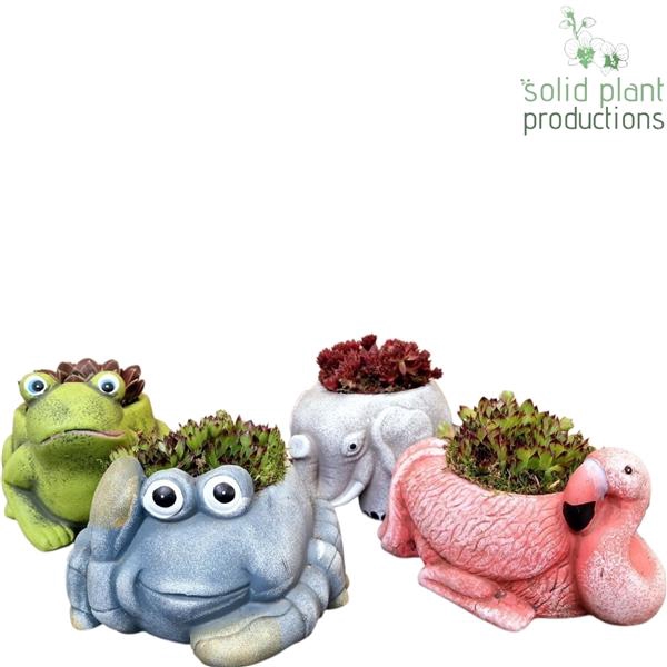 <h4>Arrangementen Sempervivum 6%</h4>