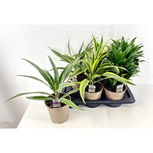 Dracaena overig gemengd