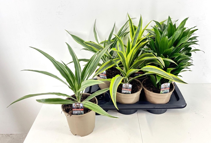 <h4>Dracaena overig gemengd</h4>