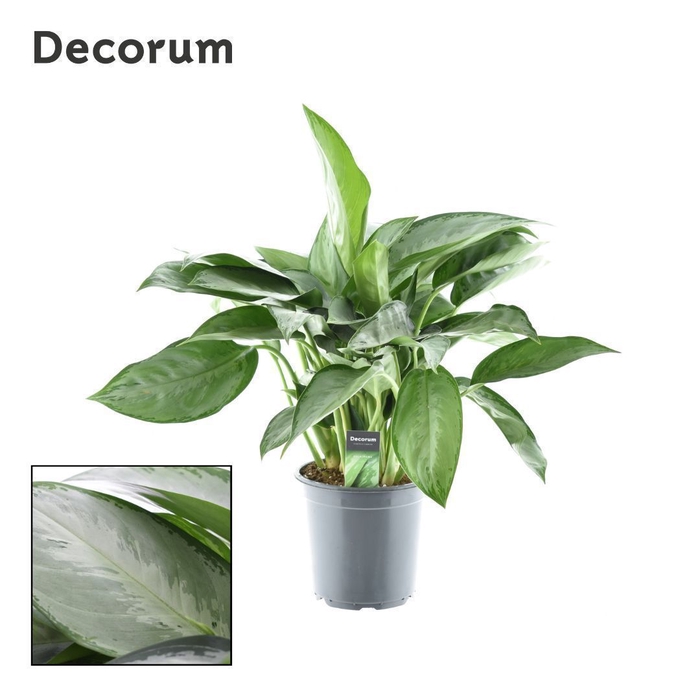 <h4>Aglaonema Silverado</h4>