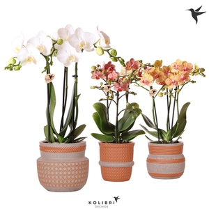 Kolibri Orchids Phalaenopsis mix 3 spike in Ethnic terracotta