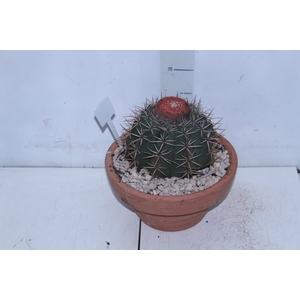 CACTUS CABECA FRADE VB4 MIN 20 CM