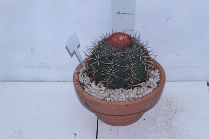<h4>CACTUS CABECA FRADE VB4 MIN 20 CM</h4>