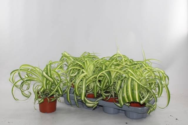 <h4>.Chlorophytum comosum bonnie</h4>