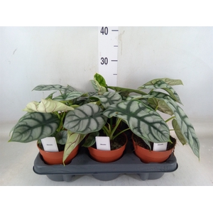 Alocasia   ...
