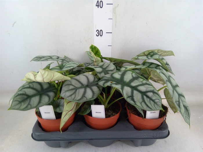 <h4>Alocasia   ...</h4>