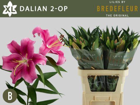 <h4>LI OT DALIAN 2+</h4>