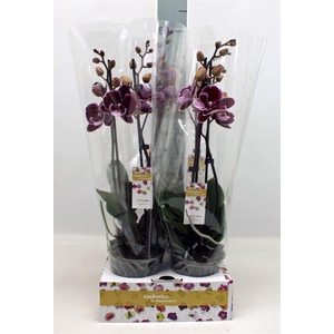 Phalaenopsis   ...