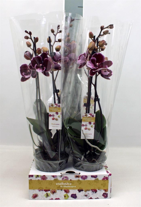<h4>Phalaenopsis ...</h4>