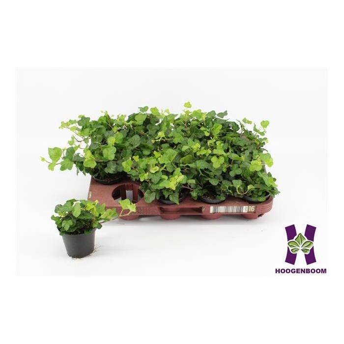 <h4>Hedera helix Wonder 8Ø 10cm</h4>