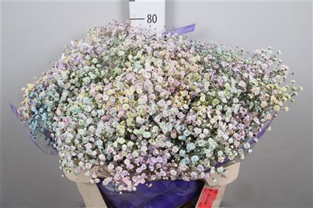 <h4>Gyps Rainbow Pastel Mixed In Stem</h4>