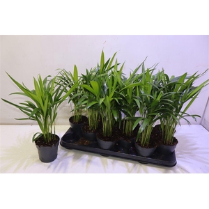 arr8 Dypsis Lutescens