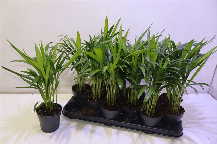 <h4>arr8 Dypsis Lutescens</h4>