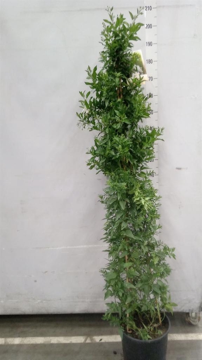 <h4>Solanum jasminoides</h4>