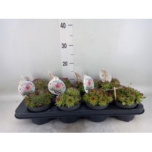 Sempervivum  'ChickCh'   ...mix