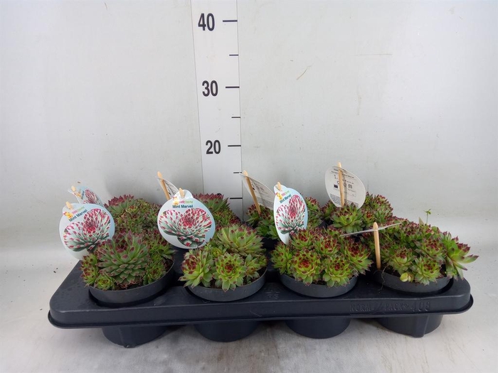 <h4>Sempervivum  'ChickCh'   ...mix</h4>