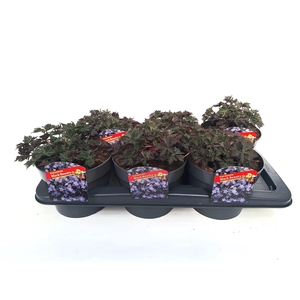 Geranium   ...