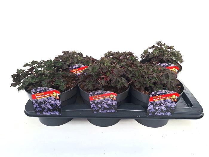 <h4>Geranium   ...</h4>