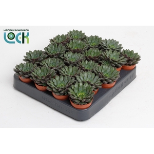 Echeveria Rondo