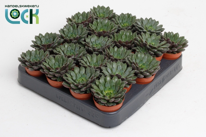 <h4>Echeveria Rondo</h4>