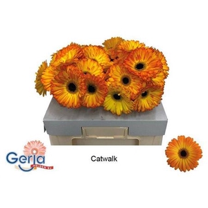 Ge Gr Catwalk