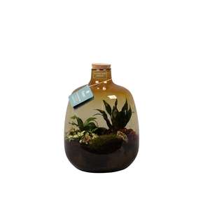 Oker Terrarium met Arrangement