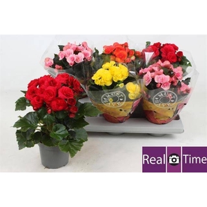 Begonia Elatior mix 13Ø 30cm