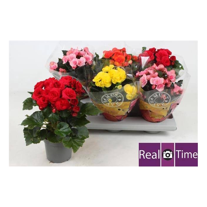 <h4>Begonia Elatior mix 13Ø 30cm</h4>