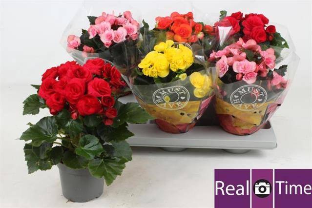 Begonia Elatior mix 13Ø 30cm