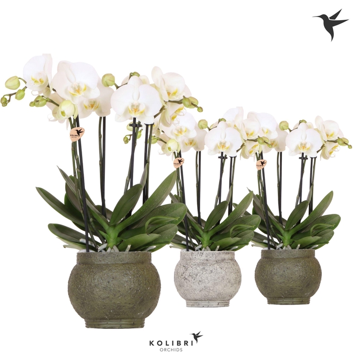 <h4>Kolibri Orchids Phalaenopsis Jewel Ghent 4 spike in Ancient pot green mix</h4>