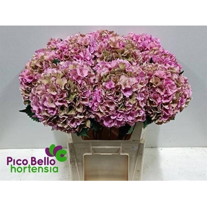 HYDR M ROY PARADE CL