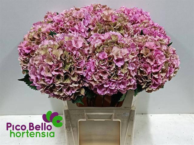 <h4>HYDR M ROY PARADE CL</h4>