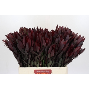 Leucadendron Saf Sunset Dark Red